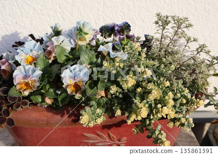 淺藍色褶邊紫羅蘭花束 淺藍色褶邊紫羅蘭花束 135861391