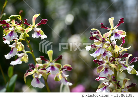 Encyclia Symphon Smile 135861393