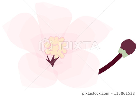 櫻花，簡單易懂的春花插圖 135861538