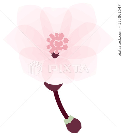 Cherry blossoms, simple and easy spring flower illustration Cherry blossoms, simple and easy spring flower illustration 135861547