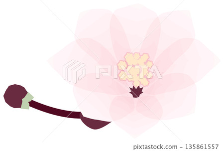 Cherry blossoms, simple and easy spring flower illustration 135861557