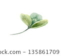 Shamrock delicate three leaf as charming element for wedding decor.Watercolor illustration in soft green colors with for rustic invitations,bridal themes,and spring celebration designs 135861709