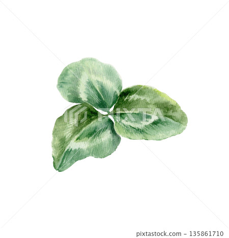 Shamrock delicate three leaf as vintage botanical bookplate illustration.Watercolor illustration in soft aged tones for heritage designs,educational prints,and nostalgic projects Shamrock delicate three leaf as vintage botanical bookplate illustration.Watercolor illustration in soft aged tones for heritage designs,educational prints,and nostalgic projects 135861710