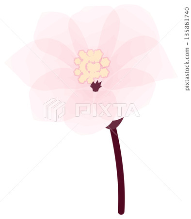 櫻花,簡單易懂的春花插圖 櫻花,簡單易懂的春花插圖 135861740