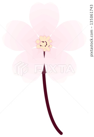 櫻花，簡單易懂的春花插圖 135861743
