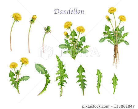 Dandelion plant elements, root, leaves, flowers on white background watercolor illustration set. Hand drawn botanical wildflower illustration. Dandelion medicinal herb element collection Dandelion plant elements, root, leaves, flowers on white background watercolor illustration set. Hand drawn botanical wildflower illustration. Dandelion medicinal herb element collection 135861847