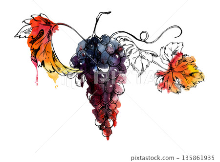 Long grape vine with ripening fruit and leafy tendrils. Merlot, cabernet isolated illustration hand drawn in watercolor and ink for vineyard branding, packaging, murals, fruit stall posters, menus Long grape vine with ripening fruit and leafy tendrils. Merlot, cabernet isolated illustration hand drawn in watercolor and ink for vineyard branding, packaging, murals, fruit stall posters, menus 135861935