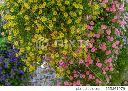 Winter flowers Winter flowers 135861979