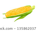 Fresh corn illustration 135862037