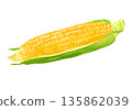 Fresh corn illustration 135862039