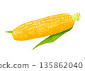 Fresh corn illustration 135862040