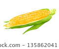 Fresh corn illustration 135862041