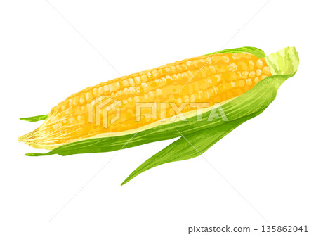 Fresh corn illustration 135862041