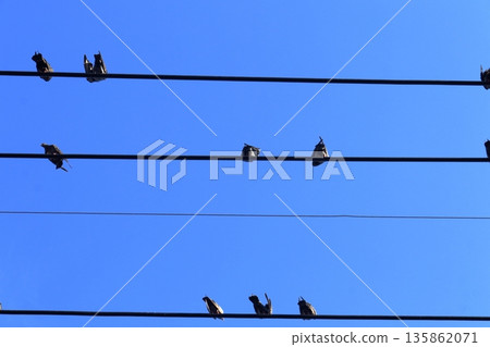 Pigeons catching on cables and blue sky. Pigeons catching on cables and blue sky. 135862071