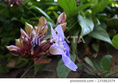 Bunch of Blue trumphet vine flowers close up view. 135862074