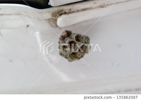 Small empty wasp nest outdoors 135862087