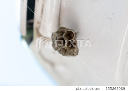 Small empty wasp nest outdoors Small empty wasp nest outdoors 135862089