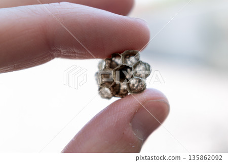 Small empty wasp nest outdoors 135862092