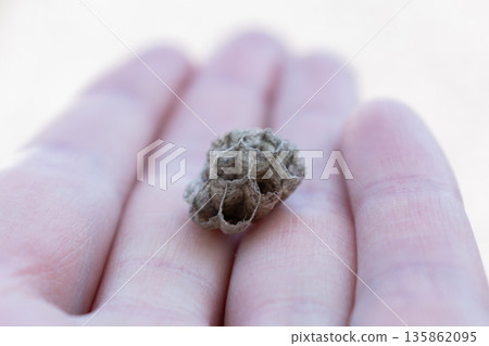Small empty wasp nest outdoors Small empty wasp nest outdoors 135862095