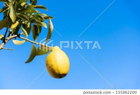 檸檬果在藍天的襯托下閃閃發光 135862200