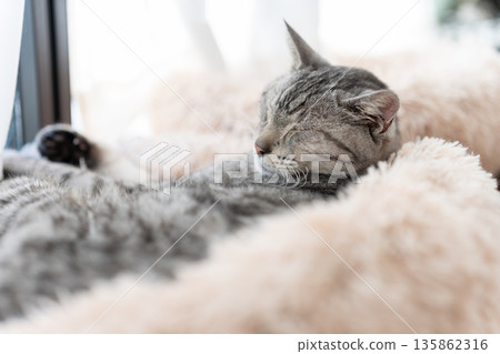 薩巴特拉貓在窗邊睡覺 薩巴特拉貓在窗邊睡覺 135862316