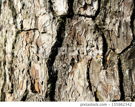 Up of the tree trunk 135862342