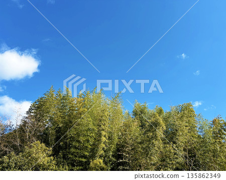 發光在藍天的樹 135862349