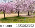 Weeping cherry trees in full bloom along the Ikuta River in Chuo Ward, Kobe City 135862352
