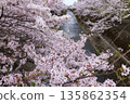 Cherry blossoms in full bloom along the Ikuta River in Chuo Ward, Kobe City 135862354