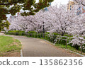 Cherry blossoms in full bloom along the Ikuta River in Chuo Ward, Kobe City 135862356