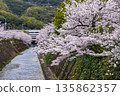 Cherry blossoms in full bloom along the Ikuta River in Chuo Ward, Kobe City 135862357