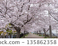 Former Kobe Rinko Line, promenade leading from Kasugano Road in Chuo Ward to Nada, cherry blossoms in full bloom 135862358