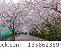 Former Kobe Rinko Line, promenade leading from Kasugano Road in Chuo Ward to Nada, cherry blossoms in full bloom 135862359