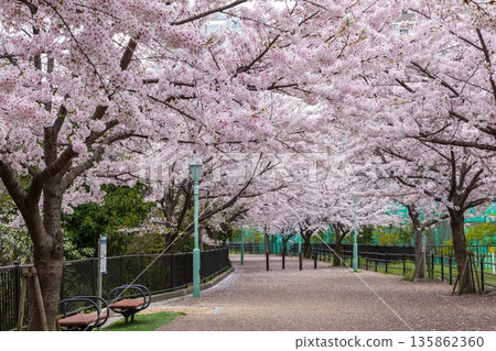 Former Kobe Rinko Line, promenade leading from Kasugano Road in Chuo Ward to Nada, cherry blossoms in full bloom Former Kobe Rinko Line, promenade leading from Kasugano Road in Chuo Ward to Nada, cherry blossoms in full bloom 135862360