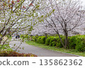 Cherry blossoms in full bloom along the Ikuta River in Chuo Ward, Kobe City 135862362