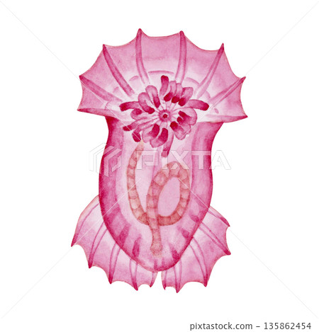 Dream sea cucumber, sea cucumber, deep sea creature, watercolor illustration Dream sea cucumber, sea cucumber, deep sea creature, watercolor illustration 135862454