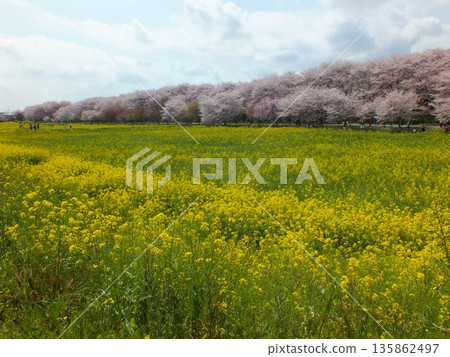 櫻花與油菜花（攝於Satte Gongendo Sakura Tsutsumi） 135862497