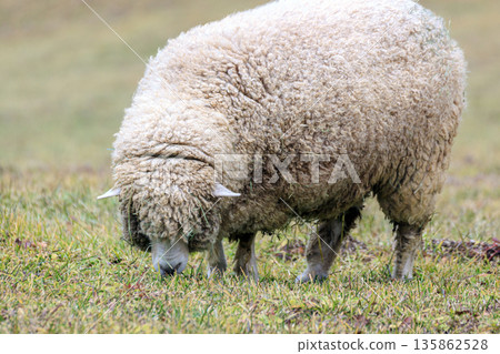 A sheep A sheep 135862528