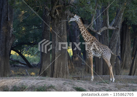 Thornicroft giraffe Thornicroft giraffe 135862705