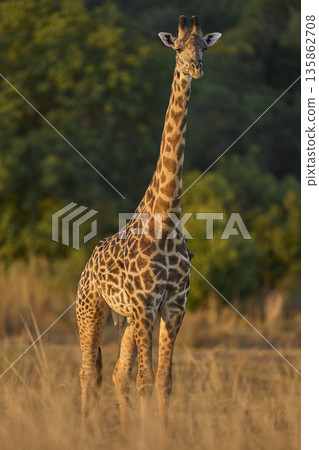 Thornicroft giraffe Thornicroft giraffe 135862708
