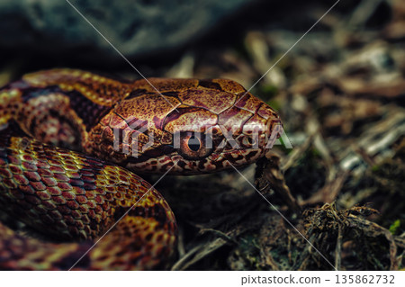 A young striped snake wandering around looking for prey 135862732