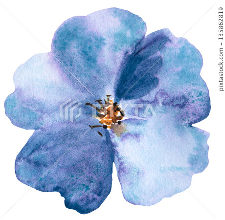 Watercolor blue wild flower isolated illustration, floral wedding and greeting element 135862819