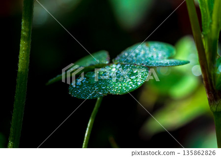 A three-leaf clover shining with morning dew A three-leaf clover shining with morning dew 135862826