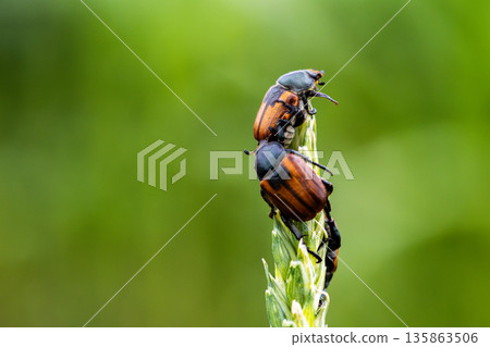 Beetle pest of grain crops, Kuzka, sits on a ripe ear of wheat Beetle pest of grain crops, Kuzka, sits on a ripe ear of wheat 135863506