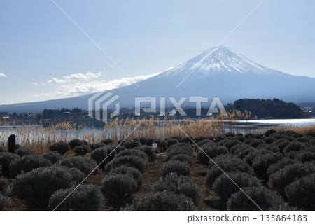 Mount Fuji from Oishi Park, Lake Kawaguchi 135864183