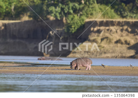 Hippo in the Luangwa River Hippo in the Luangwa River 135864398