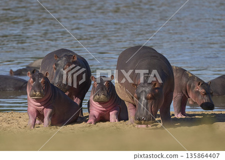 Hippo in the Luangwa River Hippo in the Luangwa River 135864407