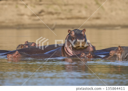 Hippo in the Luangwa River Hippo in the Luangwa River 135864411