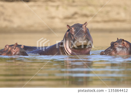 Hippo in the Luangwa River 135864412