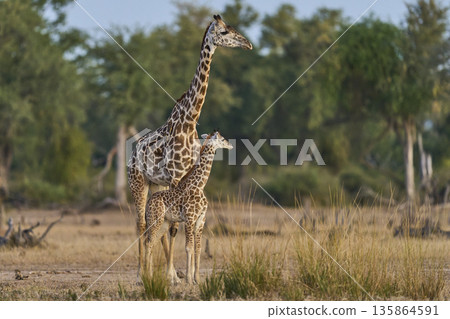 Thornicroft giraffe 135864591